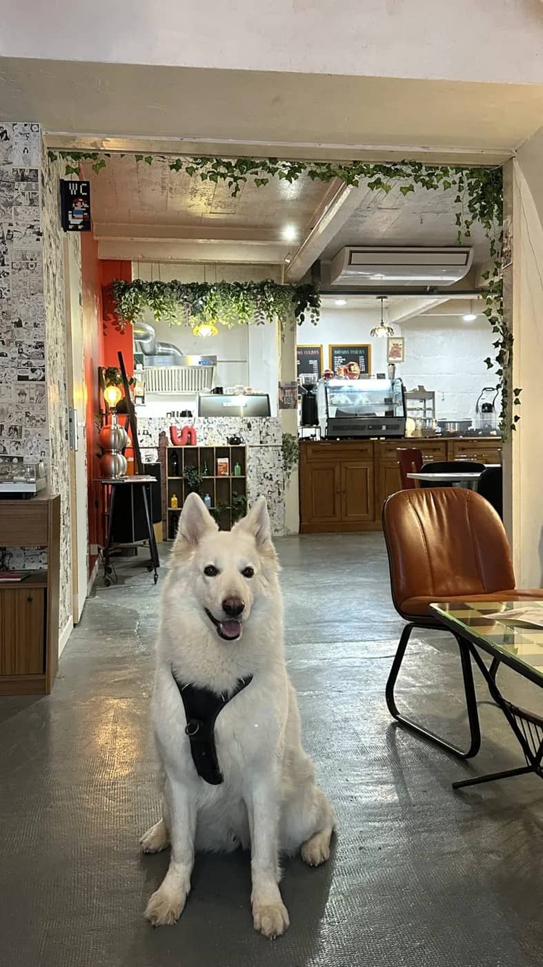 Le chien de la maison